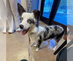 Small #1 Australian Shepherd Mix