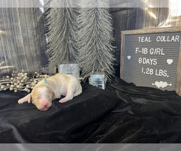 Medium Photo #3 Saint Berdoodle Puppy For Sale in QUEEN CREEK, AZ, USA