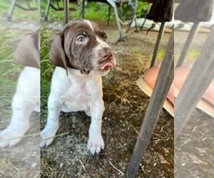 German Shorthaired Pointer Puppy for sale in MARYSVILLE, WA, USA