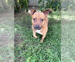Small Staffordshire Bull Terrier Mix