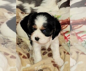 Cavalier King Charles Spaniel Puppy for sale in PUYALLUP, WA, USA