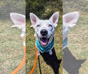 Feist Terrier-white german shepherd Mix Dogs for adoption in Rockaway, NJ, USA