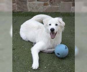 GOOFY - Male Great Pyrenees Dog for Adoption - Photo #3