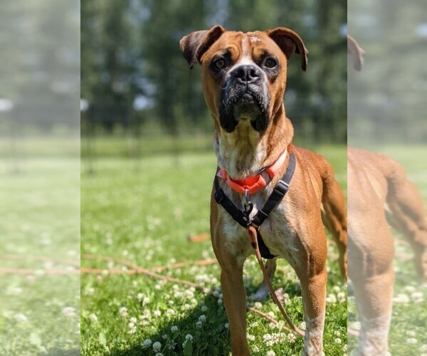 Medium Photo #2 Bullmastiff-Unknown Mix Puppy For Sale in Calgary, Alberta, Canada