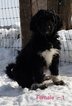 Small Photo #5 Pyredoodle Puppy For Sale in GOWER, MO, USA
