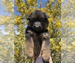 Puppy Yellow Collar German Shepherd Dog