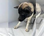 A663979 - Male Akita Dog for Adoption - Small photo