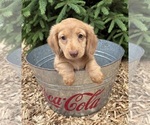 Small #3 Dachshund