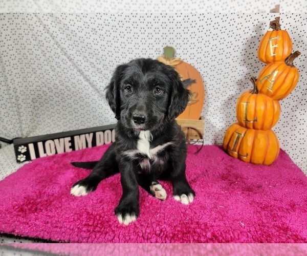 Medium Photo #4 Golden Mountain Dog Puppy For Sale in BLACK FOREST, CO, USA