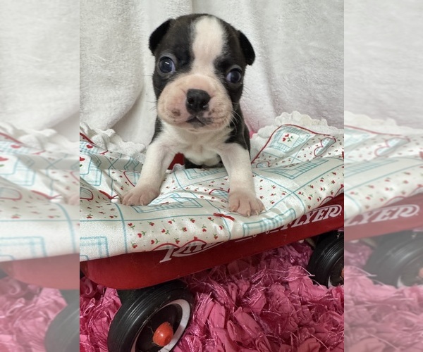 Medium Photo #2 Boston Terrier Puppy For Sale in FREDONIA, KS, USA