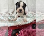 Small #1 Boston Terrier