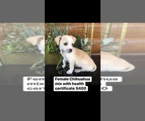 Chipin Puppy for sale in PALATKA, FL, USA