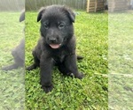 Small Photo #10 German Shepherd Dog Puppy For Sale in SALUDA, SC, USA