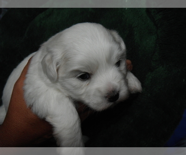 Medium Photo #2 Coton de Tulear Puppy For Sale in COLUMBIA, MO, USA