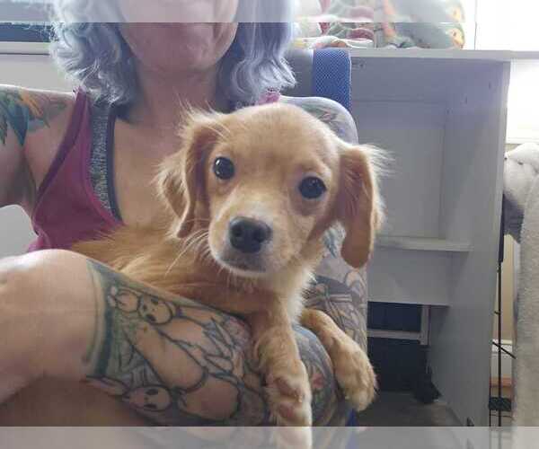 Medium Photo #4 Chihuahua-Unknown Mix Puppy For Sale in Raleigh, NC, USA