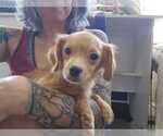Small #3 Chihuahua Mix