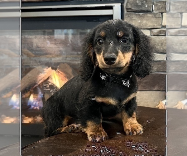 Full screen Photo #1 Dachshund Puppy For Sale in NOBLESVILLE, IN, USA