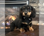 Small Photo #1 Dachshund Puppy For Sale in NOBLESVILLE, IN, USA