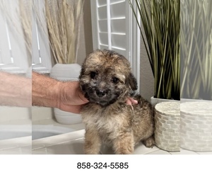Morkie Puppy for sale in SAN DIEGO, CA, USA