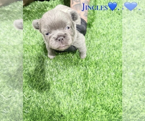 Medium Photo #6 French Bulldog Puppy For Sale in PORTSMOUTH, VA, USA
