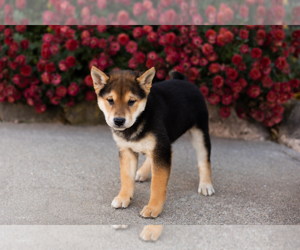 Medium Photo #3 Shiba Inu Puppy For Sale in MILLERSBURG, IN, USA
