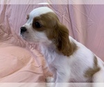 Small Cavalier King Charles Spaniel