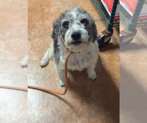 Cairn Terrier Dogs for adoption in Bolivar, MO, USA