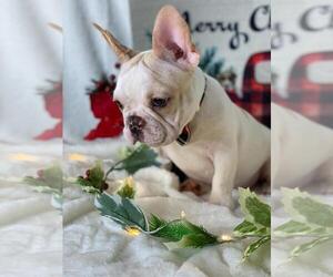 French Bulldog Puppy for sale in BOSTON, MA, USA