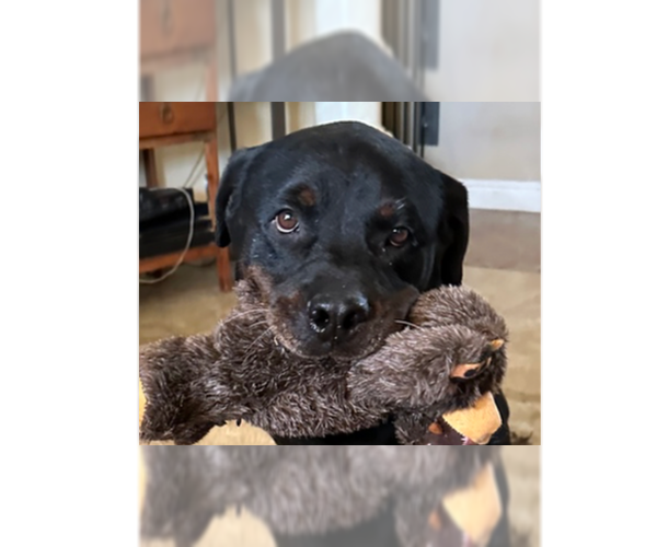 Medium Photo #2 Rottweiler Puppy For Sale in Gilbert, AZ, USA