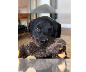 Bronson - Male Rottweiler Dog for Adoption - Photo #2