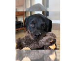 Small #1 Rottweiler
