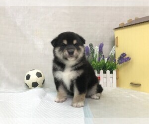 Shiba Inu Puppy for sale in SAN JOSE, CA, USA