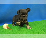 Small Photo #3 French Bulldog Puppy For Sale in HICKORY, NC, USA