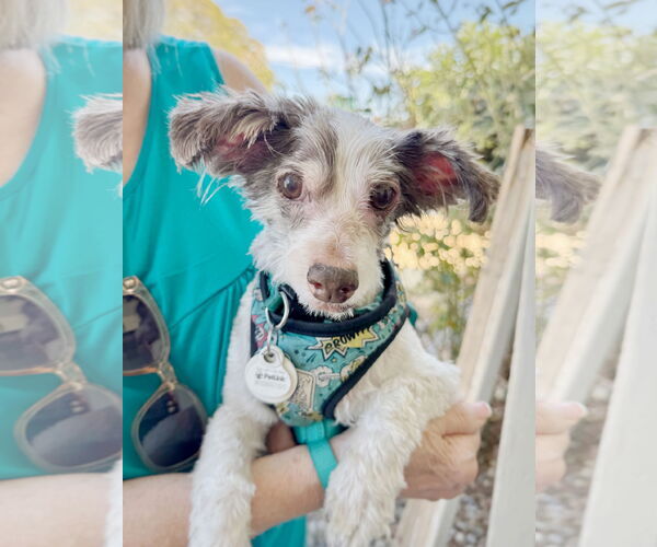Medium Photo #4 Poodle (Miniature)-Unknown Mix Puppy For Sale in Pittsburg, CA, USA