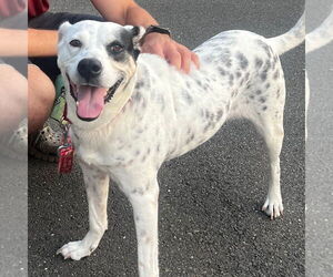 Nora - Female Mutt Dog for Adoption - Photo #4