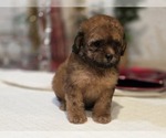 Small #13 Goldendoodle (Miniature)