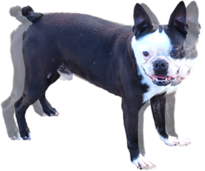 Father of the Boston Terrier puppies born on 03/19/2024