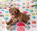 Small #1 Cock-A-Poo-Poodle (Miniature) Mix