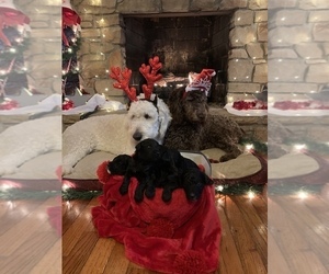 Mother of the Goldendoodle-Poodle (Standard) Mix puppies born on 10/30/2019