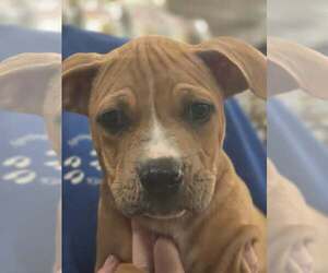 American Pit Bull Terrier-Catahoula Leopard Dog Mix Dogs for adoption in Sanford, FL, USA