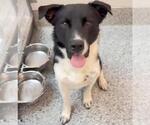 Small #2 Labrador Retriever Mix