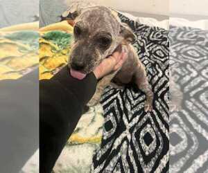 Chihuahua-Labrador Retriever Mix Dogs for adoption in Brewster, NY, USA