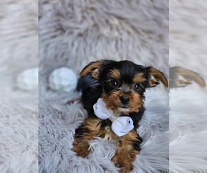 Yorkshire Terrier Puppy for sale in INDIANAPOLIS, IN, USA