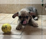 Small Photo #45 American Bullnese-French Bulldog Mix Puppy For Sale in DISCOVERY BAY, CA, USA