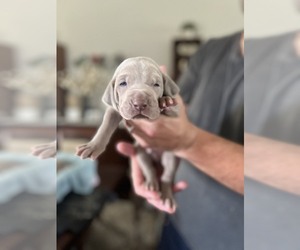 Weimaraner Dog for Adoption in PRAIRIEVILLE, Louisiana USA