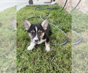 Pembroke Welsh Corgi Puppy for sale in WEATHERFORD, TX, USA