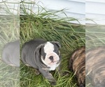 Puppy Puppy 5 English Bulldog