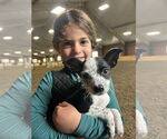Small #3 Mutt