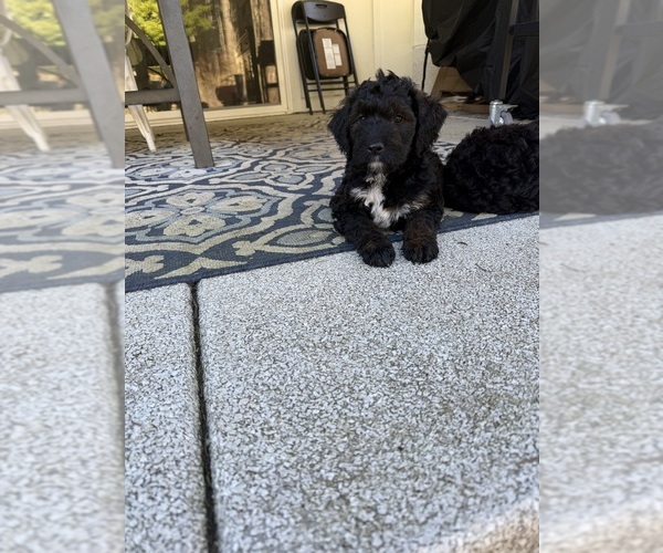 Medium Photo #7 Goldador Doodle Puppy For Sale in YELM, WA, USA