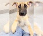 Small #1 German Shepherd Dog Mix